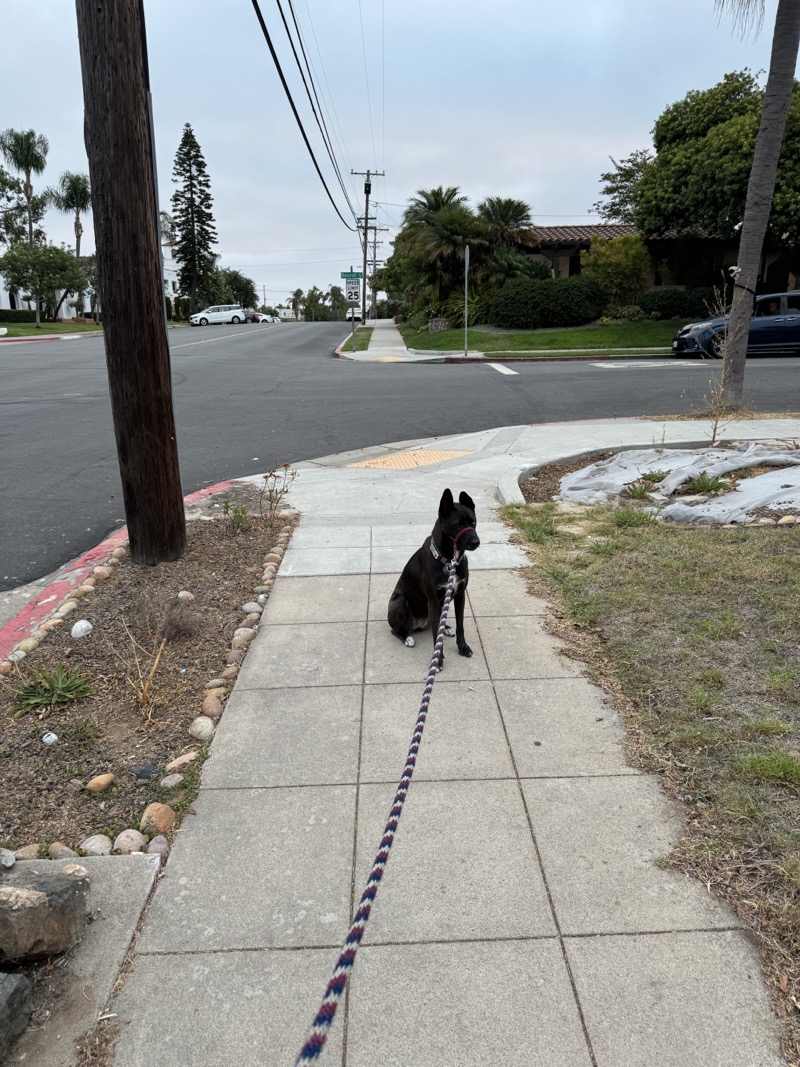 A picture of a black dog named Bowie sitting, taken on September 11 2024 at 6:41 am